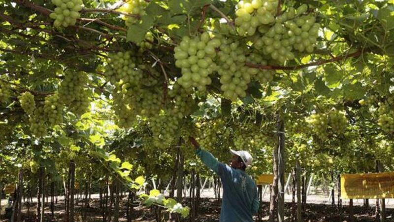 UVAS ECUATORIANAS EN AUMENTO A LA PRODUCCIÓN Y EXPORTACIÓN