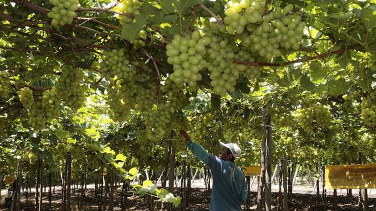 UVAS ECUATORIANAS EN AUMENTO A LA PRODUCCIÓN Y EXPORTACIÓN