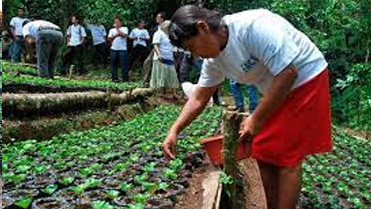 A pesar de la invasión de ratones, los australianos proyectan una siembra récord de cultivos invernales