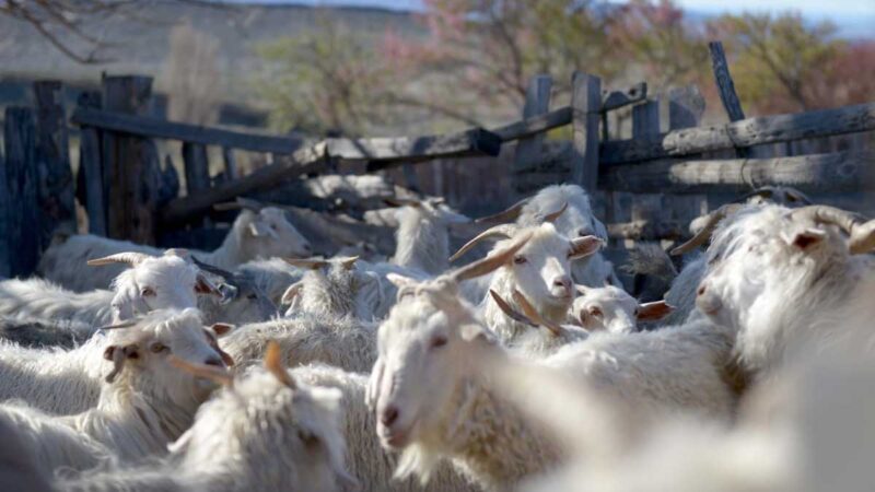 Agricultura impulsa el desarrollo caprino en el Chaco