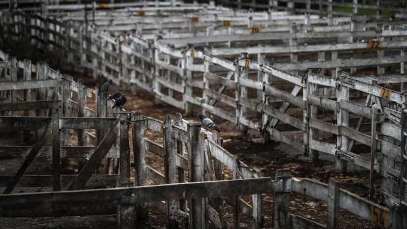 Argentina rehabilita la exportación de carne vacuna pero con restricciones