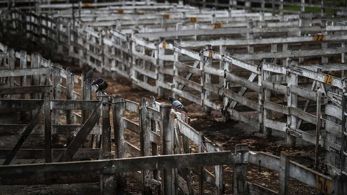 Argentina rehabilita la exportación de carne vacuna pero con restricciones