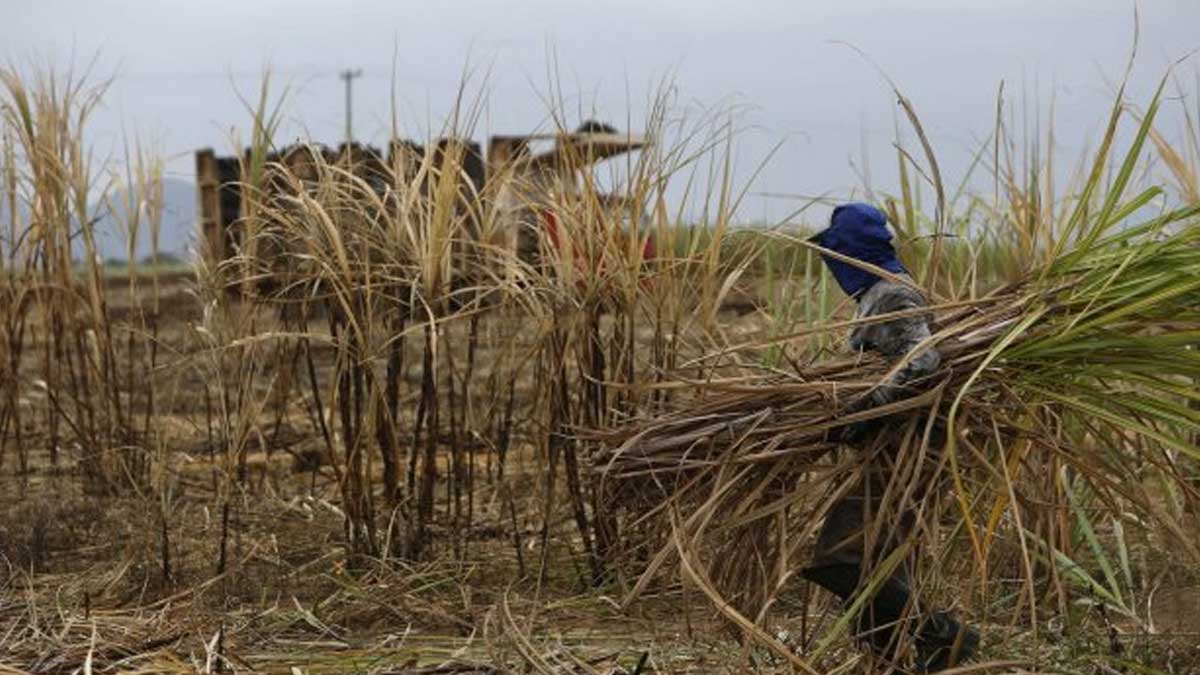 Brasil admite su preocupación por el impacto de la sequía en la producción de alimentos