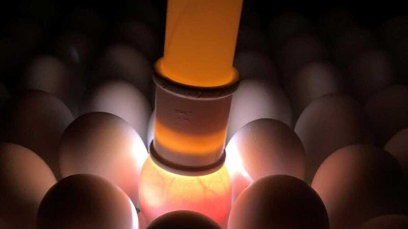 Butanvac: 20 millones de huevos para 40 millones de vacunas anticovid