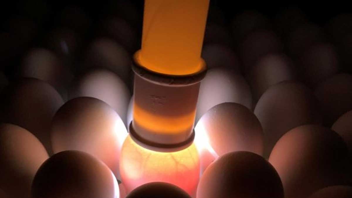 Butanvac: 20 millones de huevos para 40 millones de vacunas anticovid