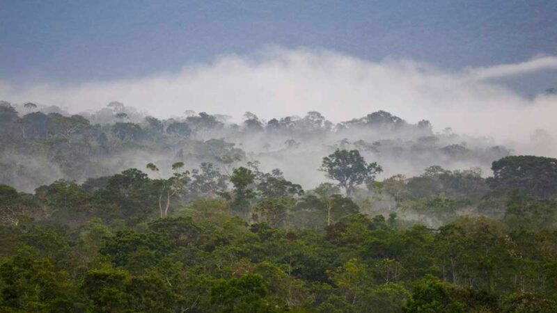 COLECTIVOS INDÍGENAS PIDEN A ECUADOR Y A PERÚ LIDERAR PLAN PARA SALVAR LA AMAZONÍA