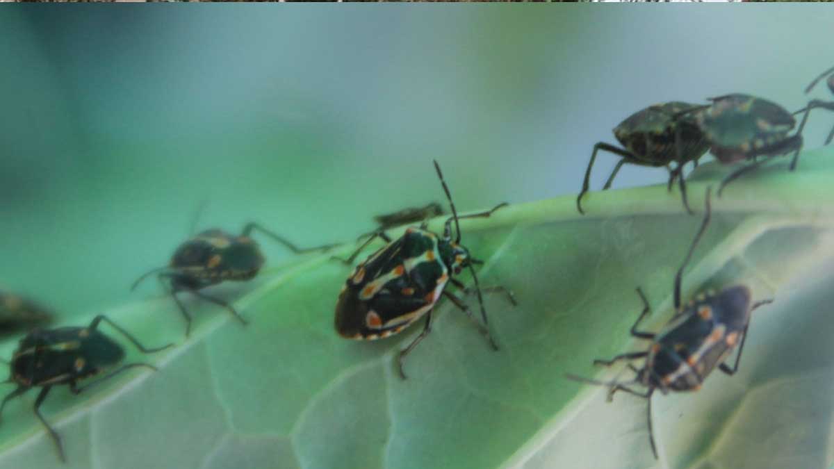INIA presenta nueva publicación: Protocolo de manejo de Bagrada hilaris