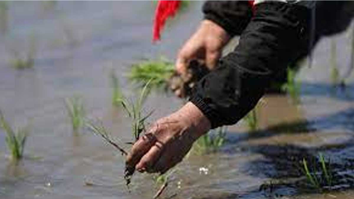 China inyectará 3,100 millones de dólares en subsidios para los agricultores