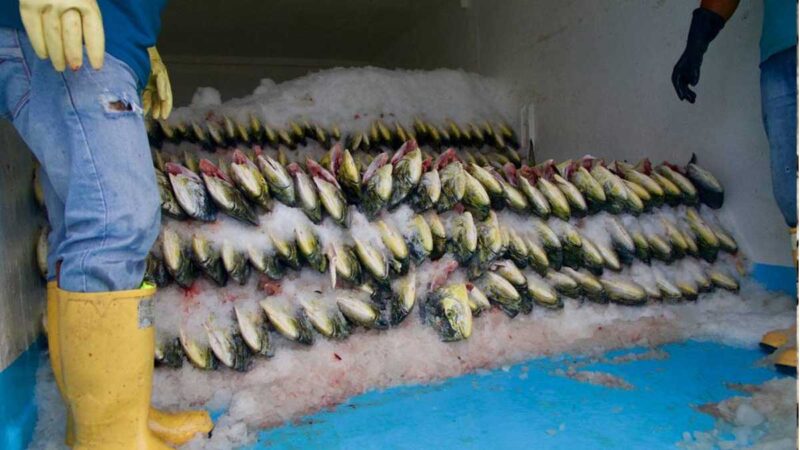 ECUADOR Y PERÚ BUSCAN ALCANZAR LA SOSTENIBILIDAD DEL PESCADO DORADO/PERICO