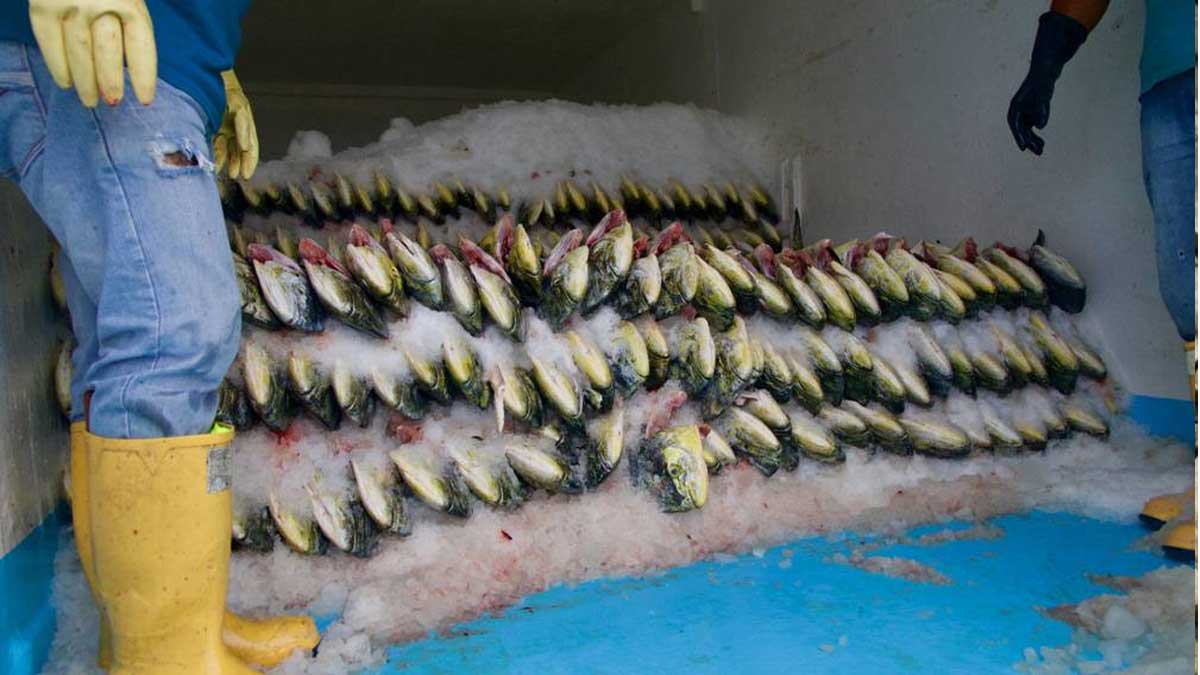 ECUADOR Y PERÚ BUSCAN ALCANZAR LA SOSTENIBILIDAD DEL PESCADO DORADO/PERICO