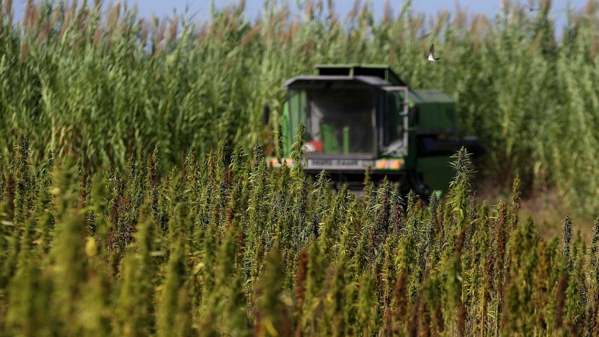 EL GOBIERNO ARGENTINO PROMUEVE LA LEY PARA CREAR LA INDUSTRIA DEL CANNABIS MEDICINAL