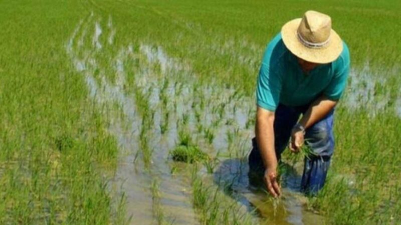 EL SECTOR ARROCERO  BUSCA MEJORAS