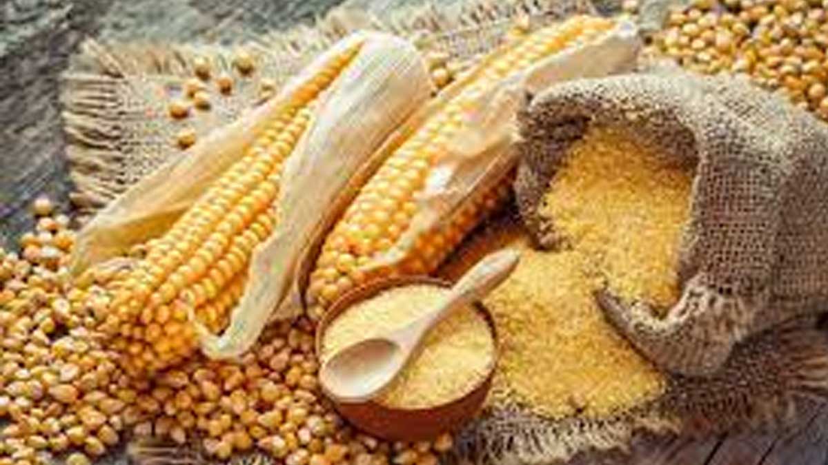 GREMIOS PIDEN QUE SE FRENE SALIDA DE MAÍZ Y QUE SE RESPETE PRECIO DE SUSTENTACIÓN