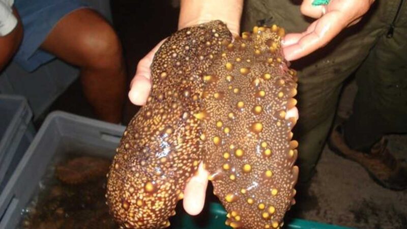 Galápagos se alista para la temporada de pesca de pepino de mar