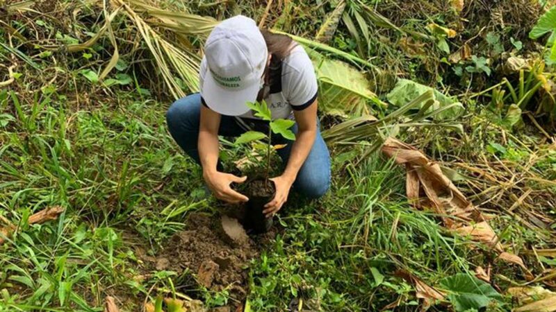 Goresam realiza campaña de reforestación regional con donación de 7 mil plantones