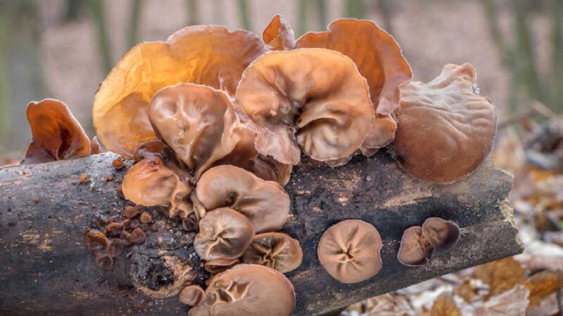 Hongos nativos para impulsar aprovechamiento sostenible en el Chocó Andino