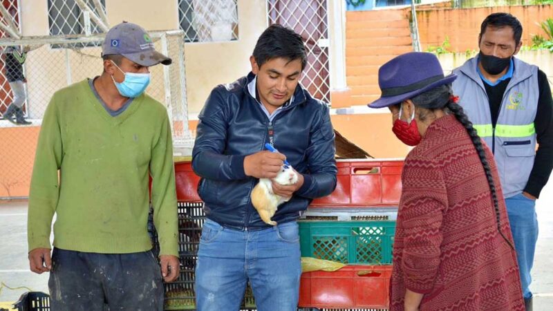 Impulsan crianza de cobayos con proyección comercial
