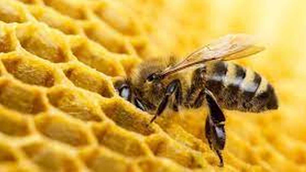 LA PRODUCCIÓN DE LECHE DE ALMENDRAS ESTÁ MATANDO A MILES DE MILLONES DE ABEJAS