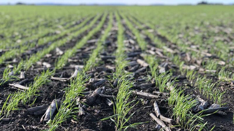 La IICA destaca el comercio agropecuario como clave para impulsar la economía