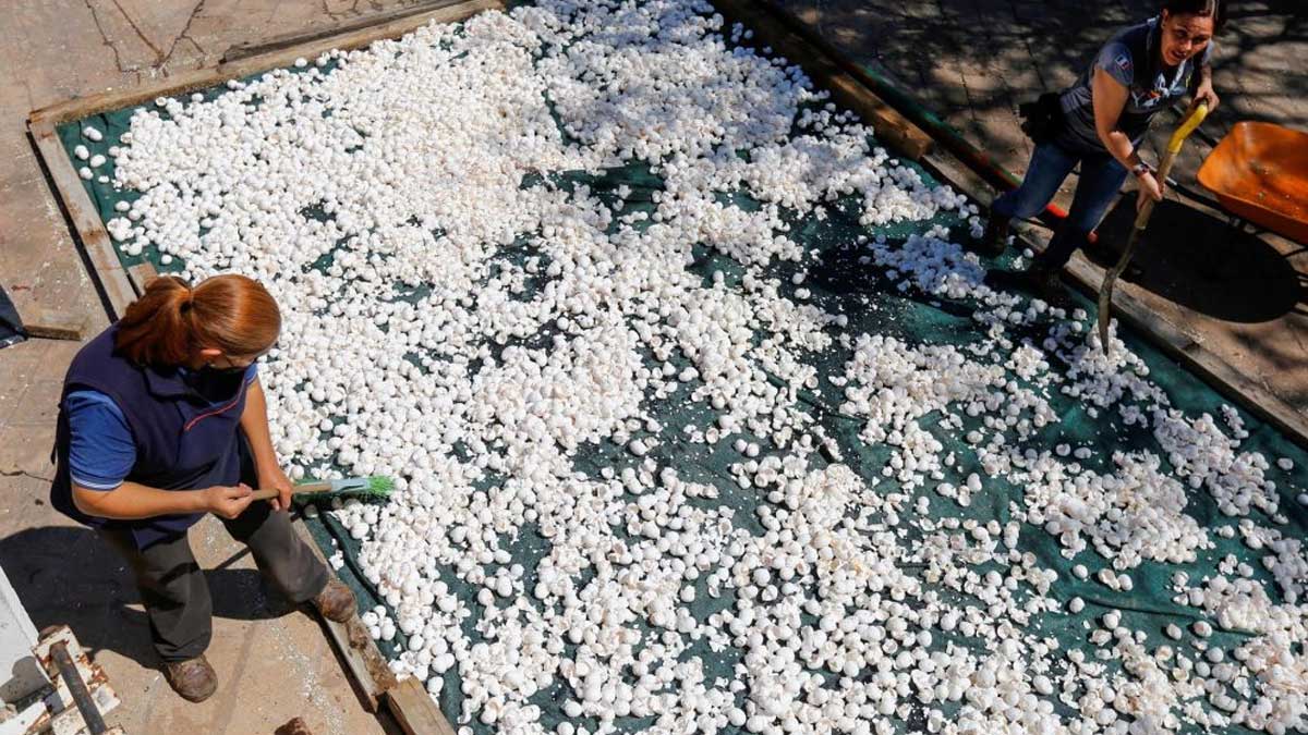 Limpian uno de los ríos más contaminados de México con cascarones de huevo