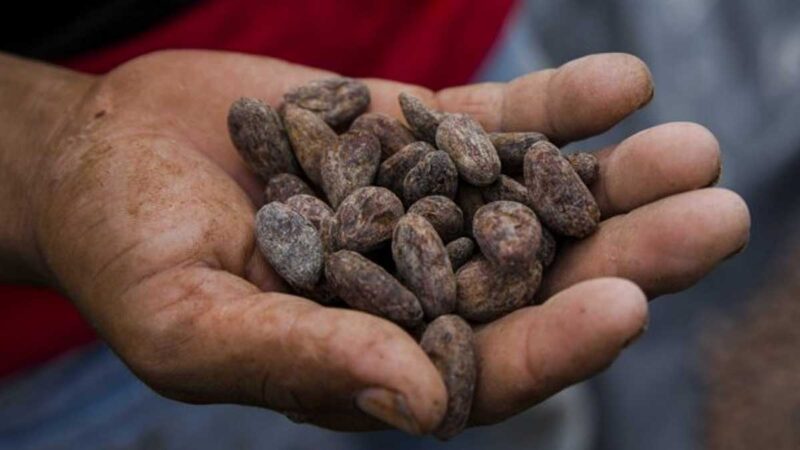 Los cacaoteros de Centroamérica apelan a la calidad para sobrevivir a la pandemia