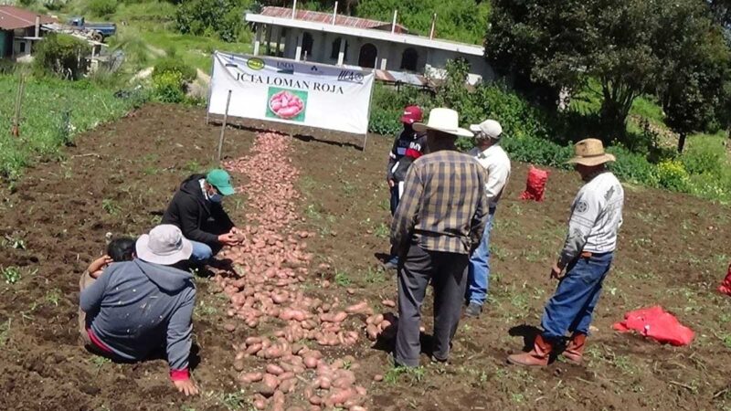 MAGA busca mejorar producción de papas