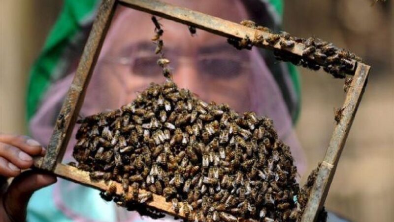 Más de 80 especies de abejas nativas se albergan en cafetales colombianos