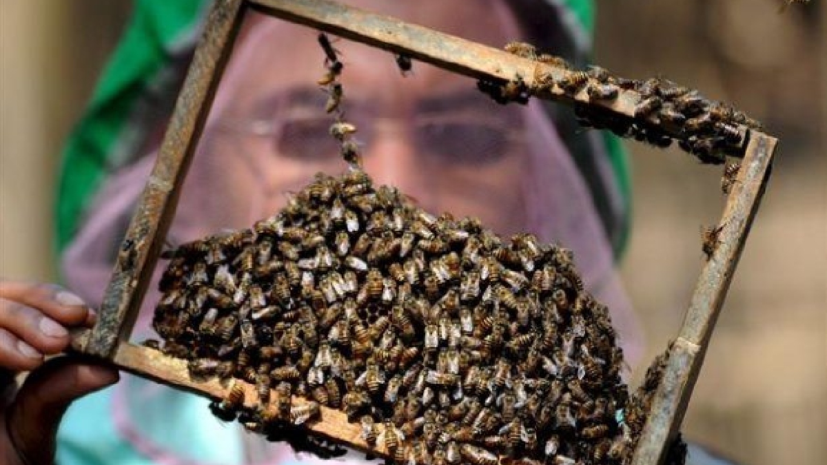 Más de 80 especies de abejas nativas se albergan en cafetales colombianos
