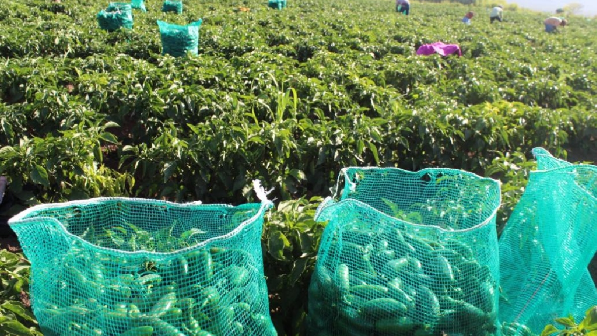 Chihuahua líder nacional en producción agrícola de 10 alimentos