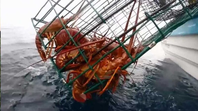 México empieza la temporada de pesca tras el fin de la veda