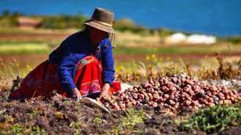 Minsa aprueba reglamento del Comité Nacional Codex Alimentarius