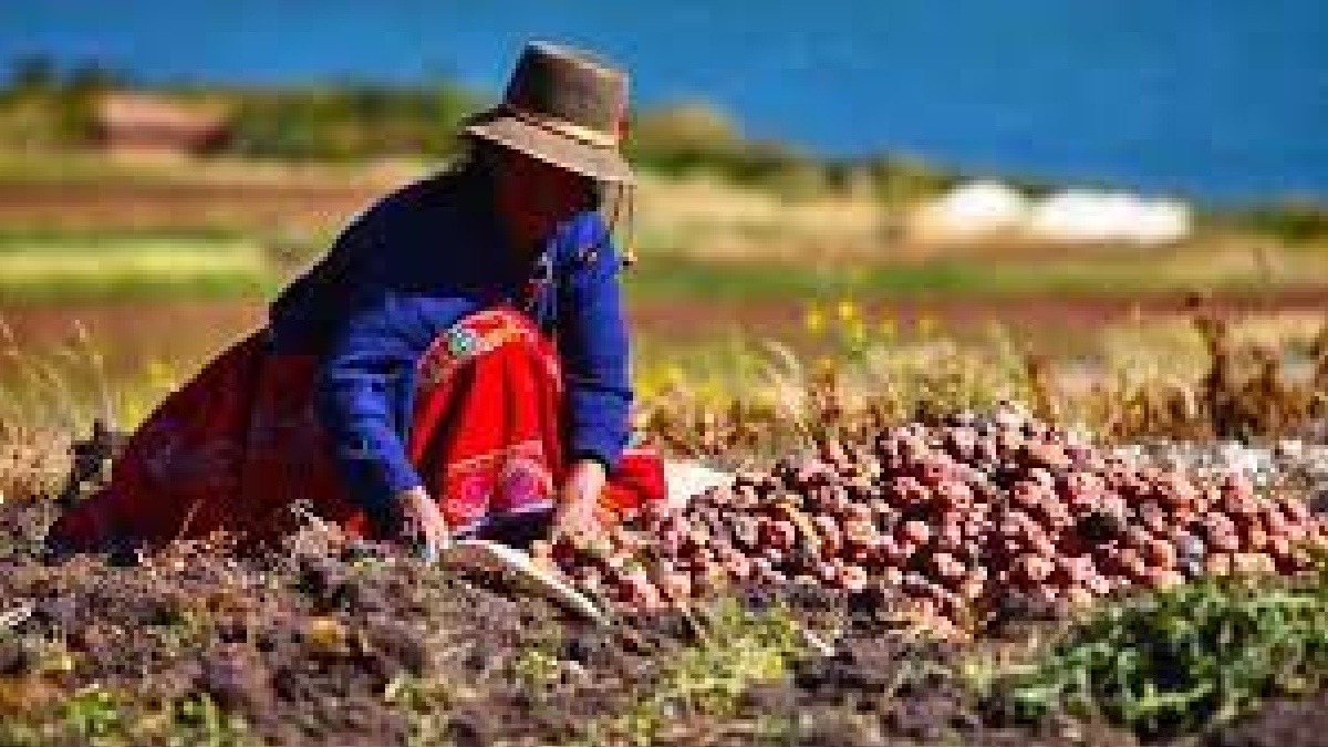 Minsa aprueba reglamento del Comité Nacional Codex Alimentarius