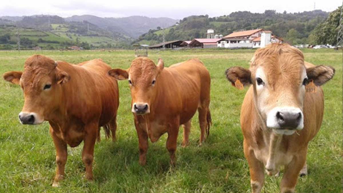 PREFECTURA DE CAÑAR  INSEMINA A UNIDADES BOVINAS EN EL SECTOR ANA MARÍA