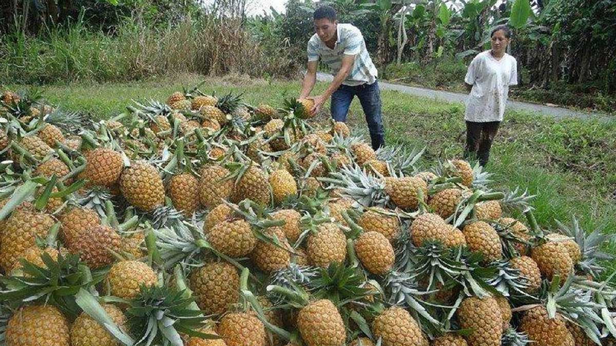 Ucayali: invierten S/1 millón por la agroindustria piñera