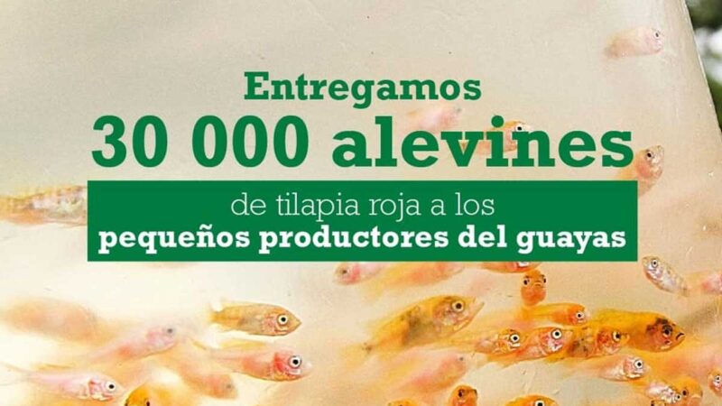 Prefectura entrega alevines de tilapia
