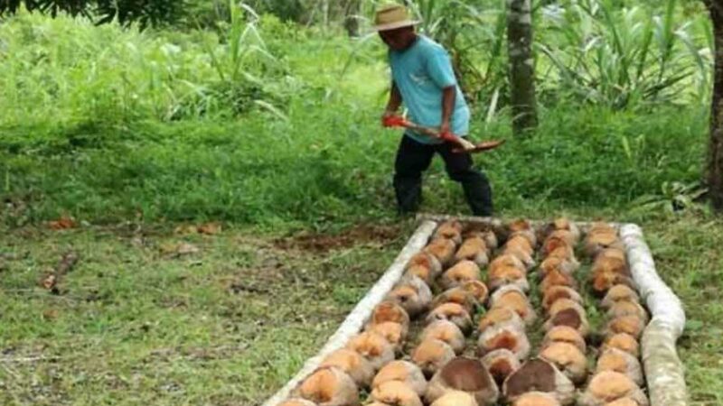 REGRESAN A SUS LABORES DESEMPLEADOS DE SECTOR PRIMARIO EN PANAMÁ