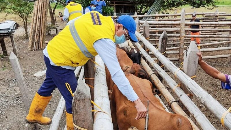 Se brinda asistencia técnica veterinaria a ganados de Puebloviejo