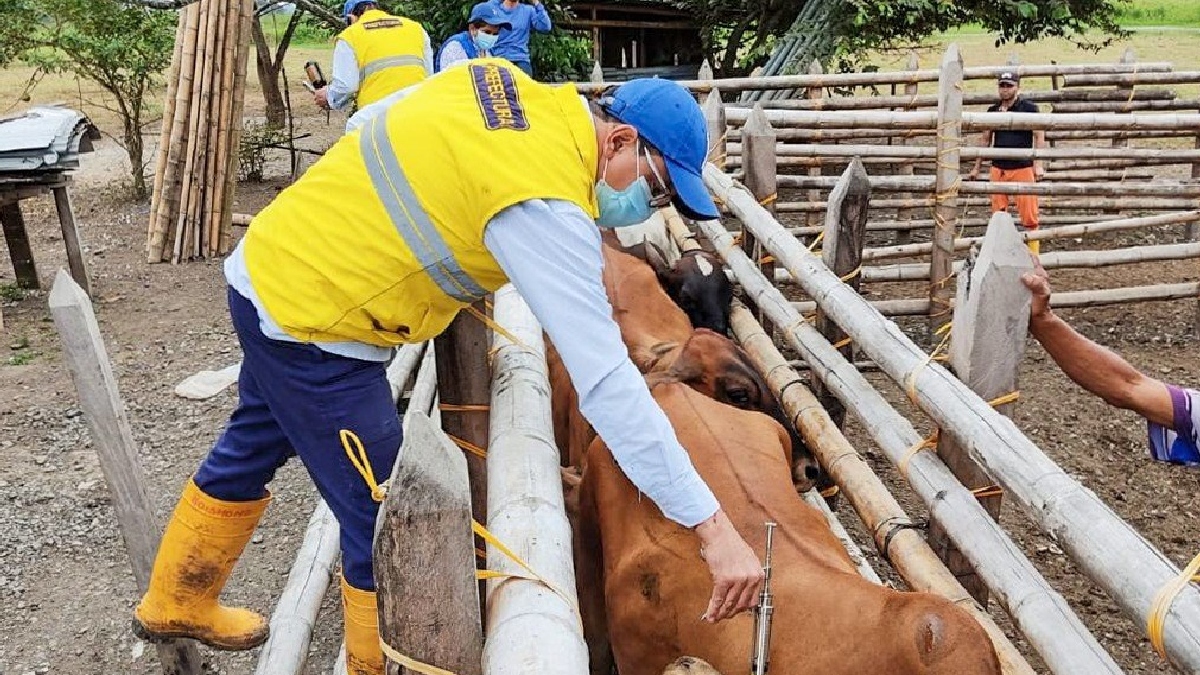 Se brinda asistencia técnica veterinaria a ganados de Puebloviejo