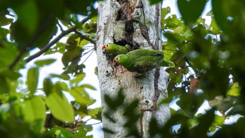 TALA, CAZA Y EL ROBO DE HUEVOS O PICHONES AFECTAN A LAS ESPECIES DE LOROS EN ECUADOR