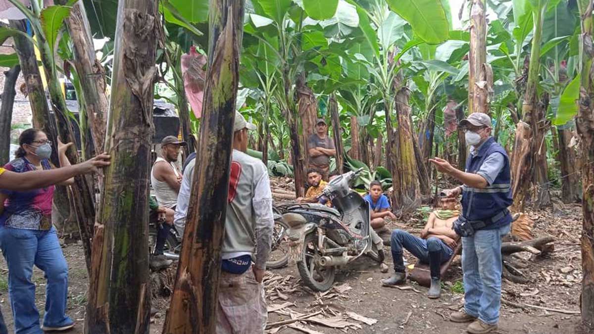 TÉCNICOS DEL INIAP, AGROCALIDAD Y EL CIBE INTEGRAN EL COMANDO RAZA 4 DE ECUADOR