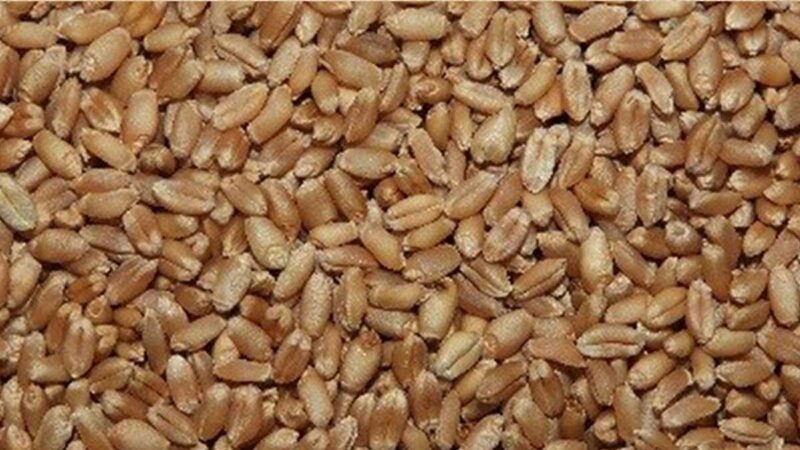 Trigo INIA 443 Antapampino, nueva variedad rinde hasta 5 TM/ha