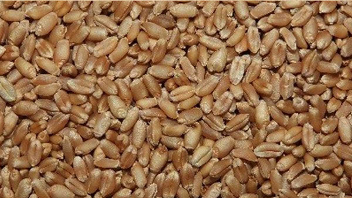 Trigo INIA 443 Antapampino, nueva variedad rinde hasta 5 TM/ha