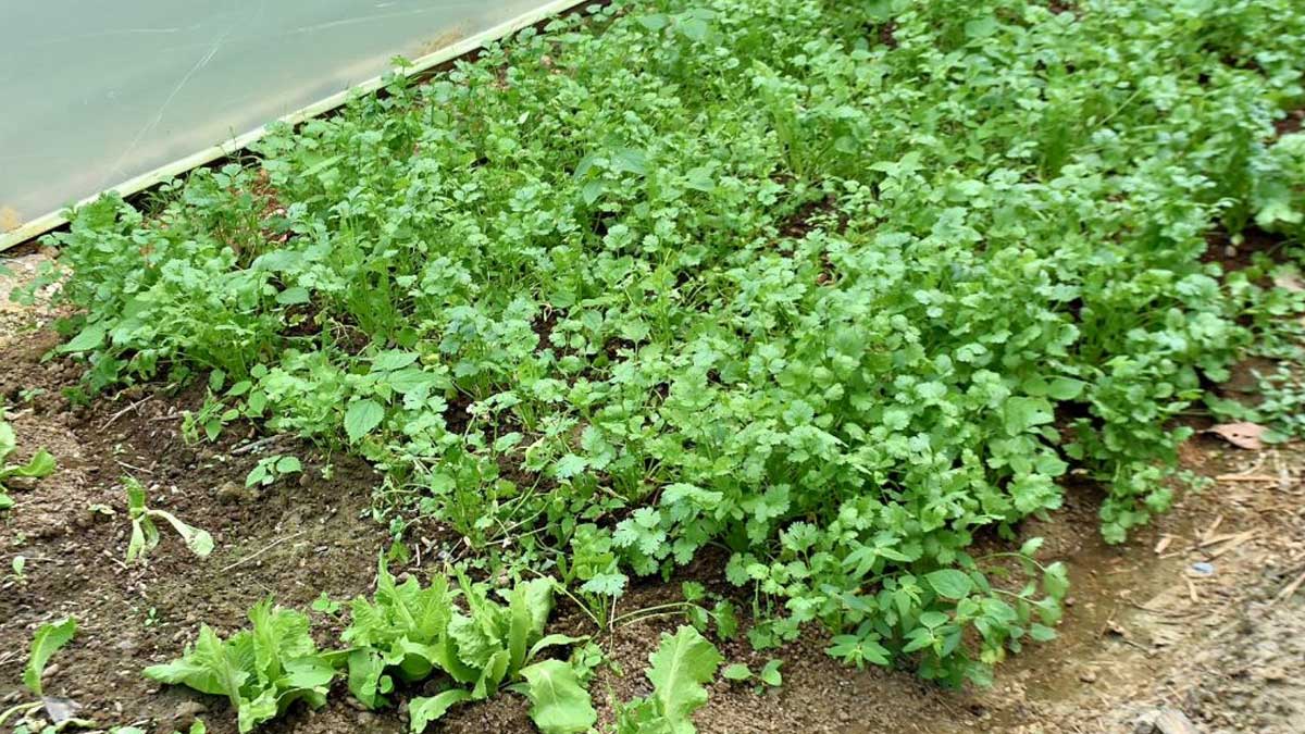 Avanza construcción de huertos familiares en Centinela del Cóndor.