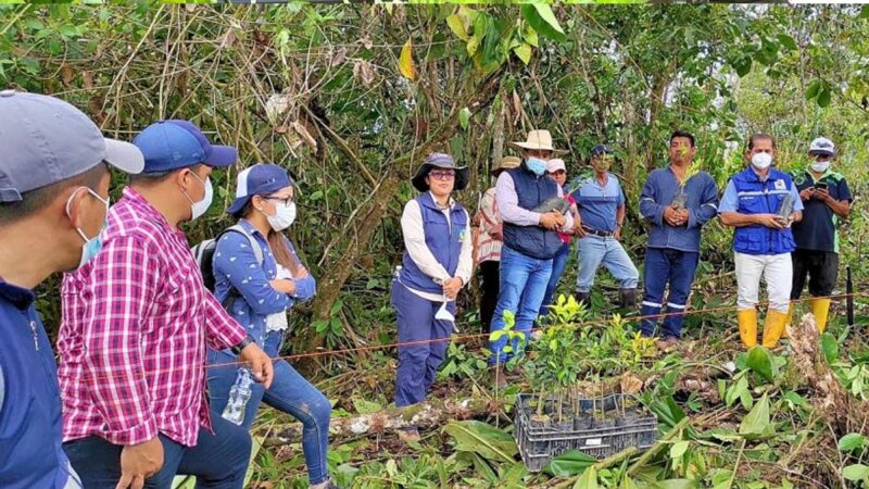 Se entregan plantas maderables y forestales para el cuidado de cuencas hídricas