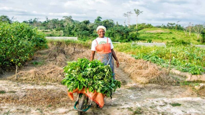 Abren Mercado de la Agricultura Familiar con productos básicos