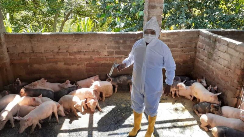 Agrocalidad refuerza los controles para evitar el ingreso de peste porcina africana al Ecuador