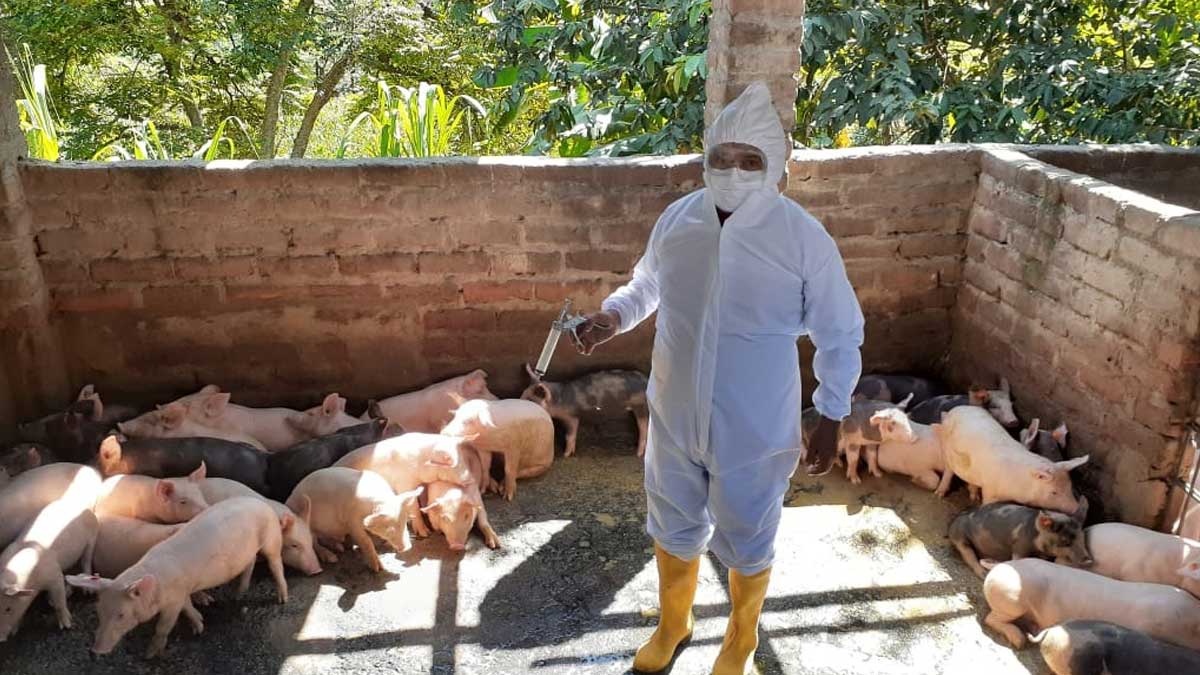 Agrocalidad refuerza los controles para evitar el ingreso de peste porcina africana al Ecuador
