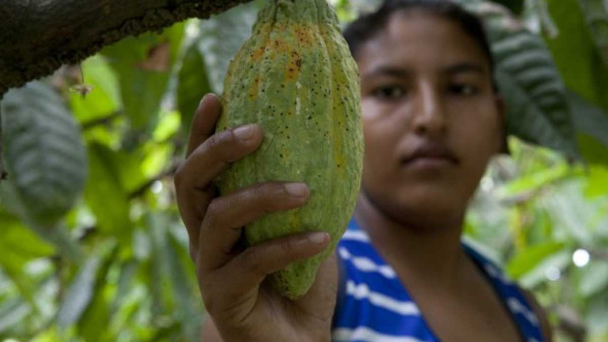 América pedirá atención especial al Caribe en la Cumbre Alimentaria de la ONU