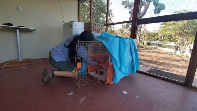 Aves recuperadas vuelven a su hábitat natural