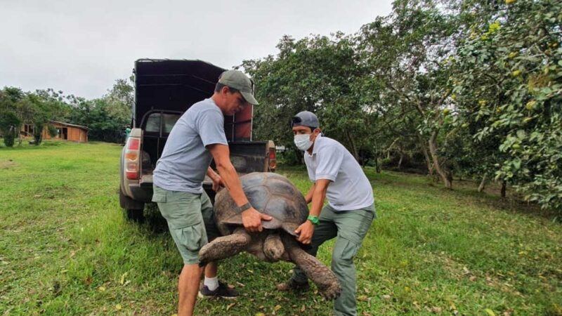Dos tortugas retornaron a su hábitat después de recibir rehabilitación